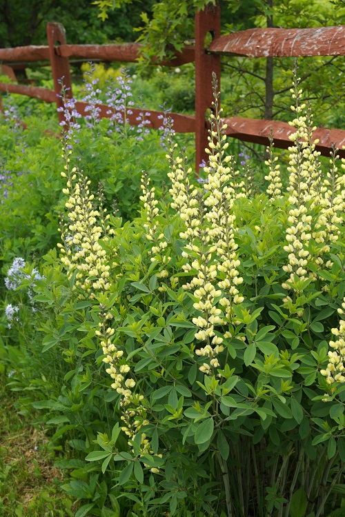 50 Most Beautiful Yellow Perennial Flowers 4