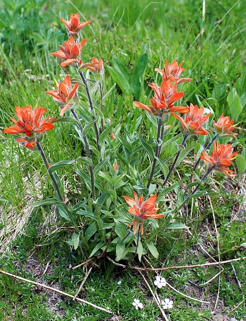 Wild Flowers in California 4