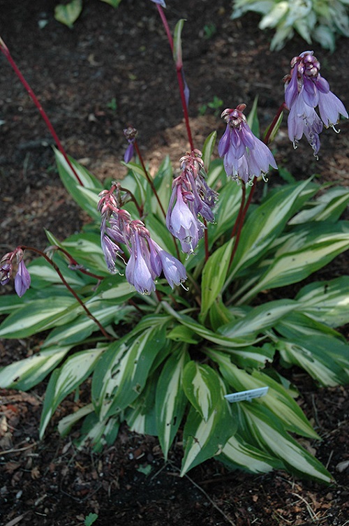 Best Purple Hostas 22