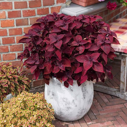 Best Red Outdoor Plants 8