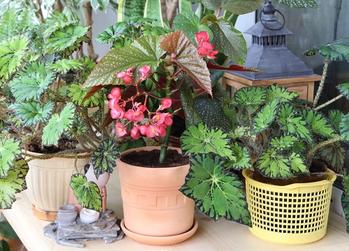 Begonia Lucerna 3