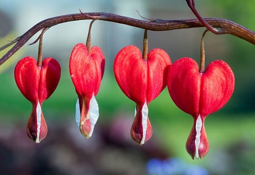 Best Red Flower Names 5