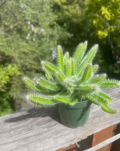 Dog Tail Cactus 2