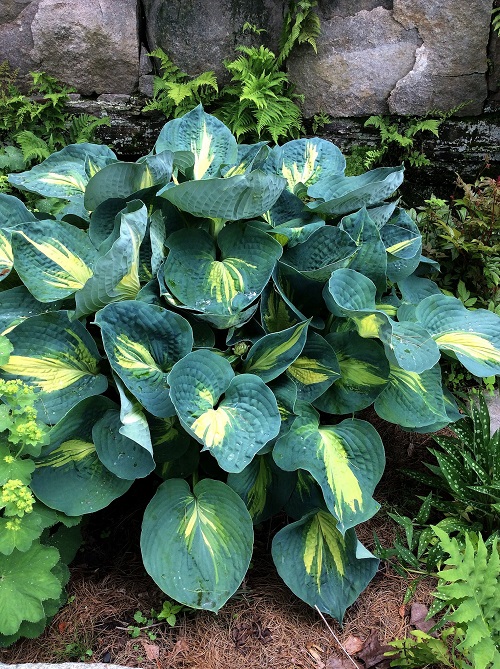 Best Purple Hostas 10