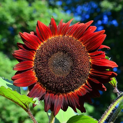 Different Colors Sunflowers 9