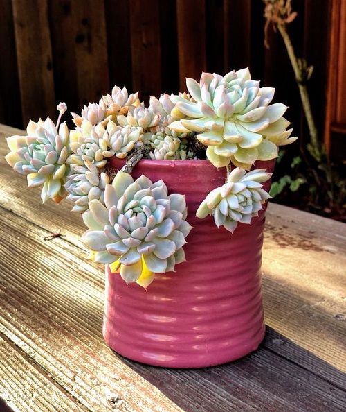 Echeveria prolifica 