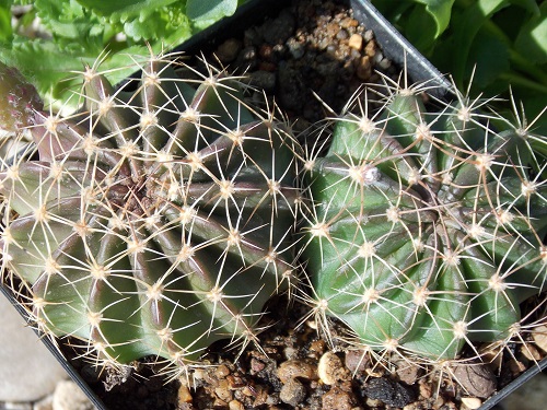 Best Echinopsis Varieties 35