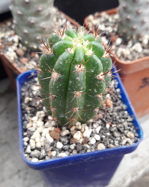 Best Echinopsis Varieties 36