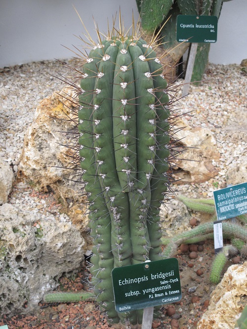 Best Echinopsis Varieties 37