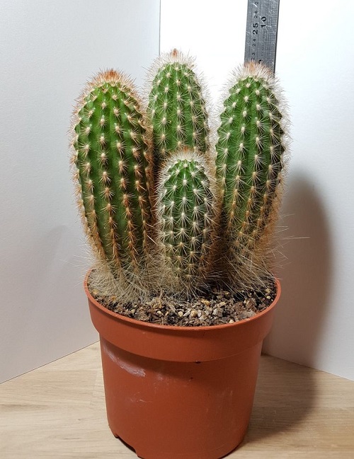 Best Echinopsis Varieties 38