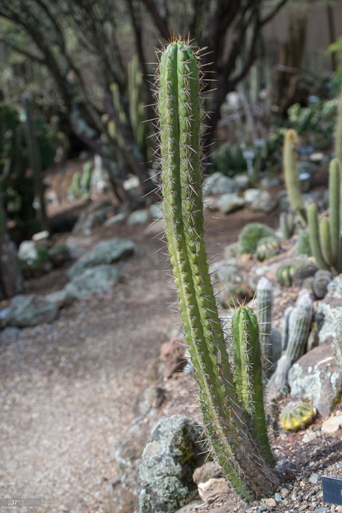 Best Echinopsis Varieties 39