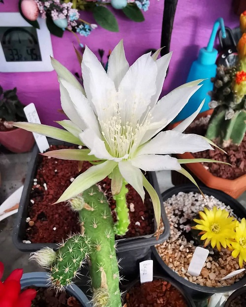 Best Echinopsis Varieties 40