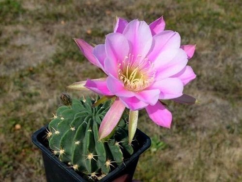 Best Echinopsis Varieties 41