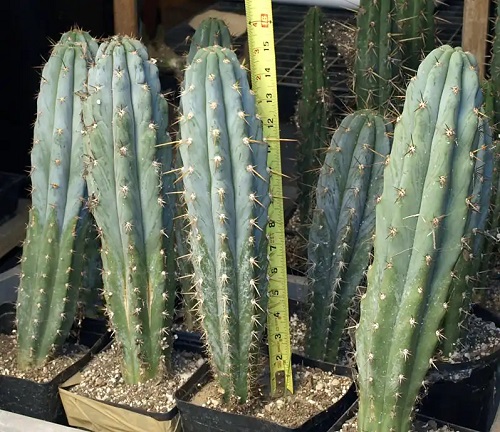 Best Echinopsis Varieties 42