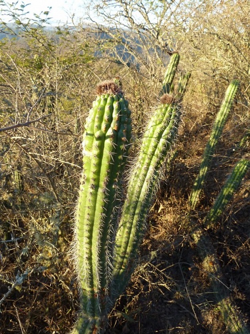 Best Echinopsis Varieties 34