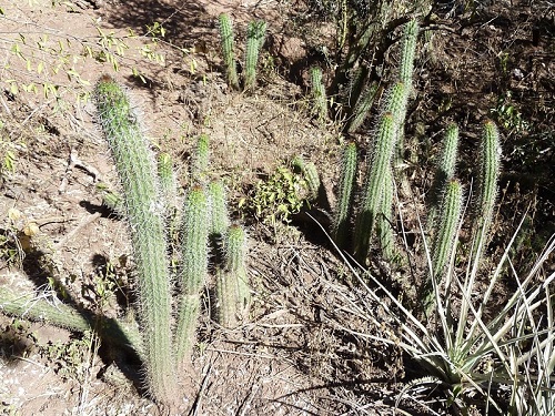 Best Echinopsis Varieties 43