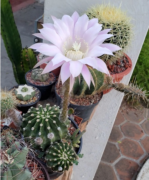 Best Echinopsis Varieties 44