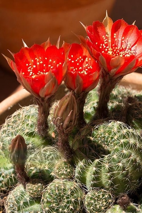 Best Echinopsis Varieties 2