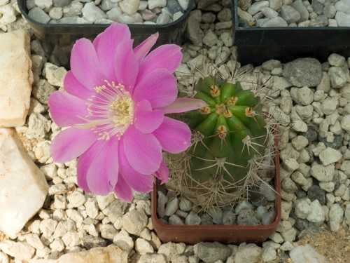 Best Echinopsis Varieties 5