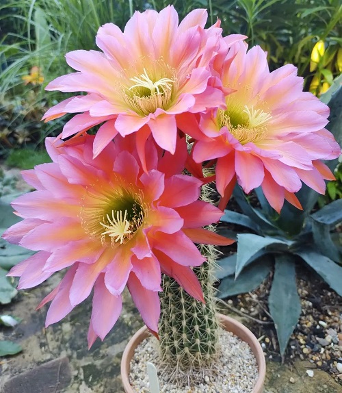 Best Echinopsis Varieties 10