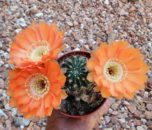 Best Echinopsis Varieties 11