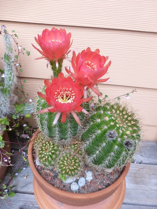 Best Echinopsis Varieties 15