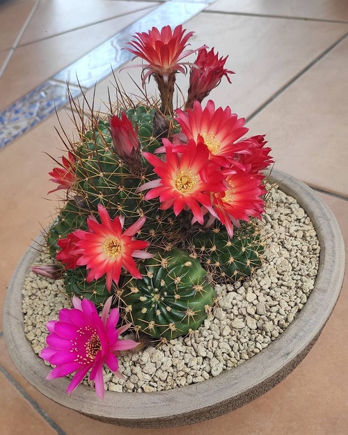 Best Echinopsis Varieties 16