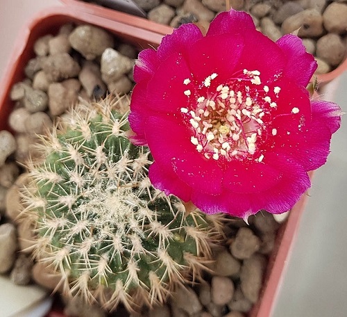 Best Echinopsis Varieties 17