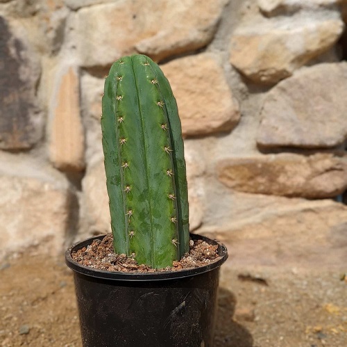 Best Echinopsis Varieties 18