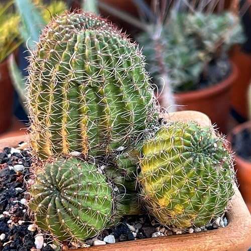 Best Echinopsis Varieties 24