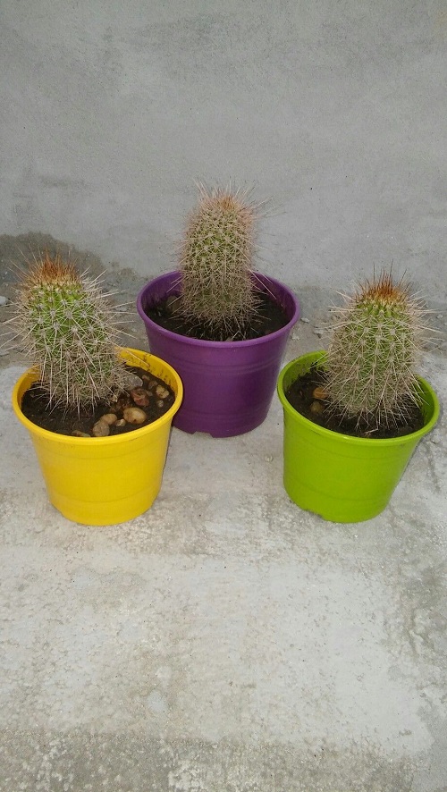 Best Echinopsis Varieties 27