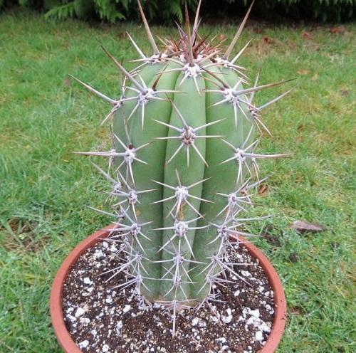 Best Echinopsis Varieties 28