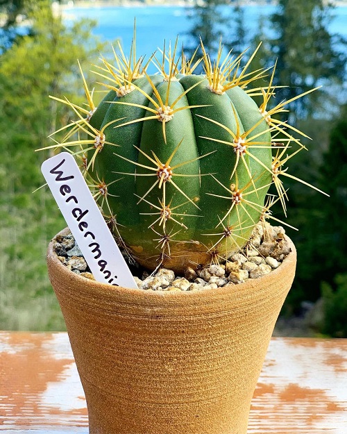 Best Echinopsis Varieties 32