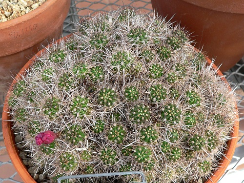 Best Echinopsis Varieties 33