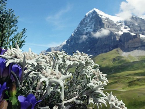 Edelweiss Flower