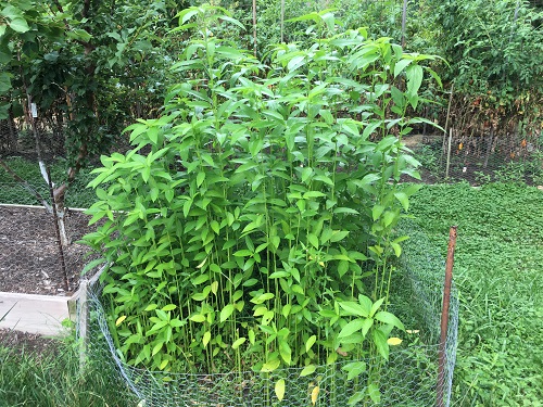 Egyptian Spinach