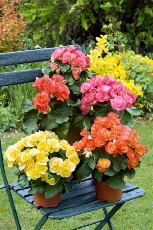 Elatior Begonia 5