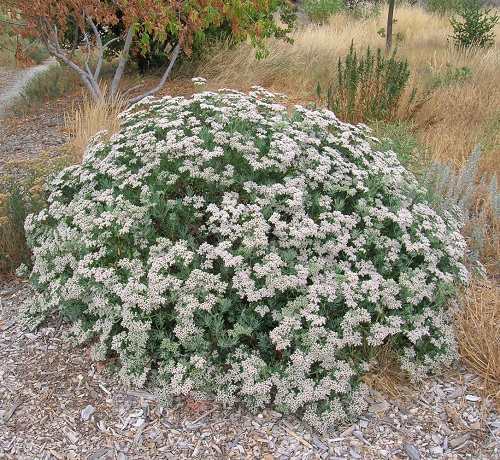 Wild Flowers in California 8