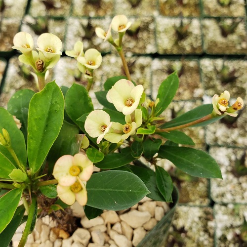 Succulents with Yellow Flowers 15