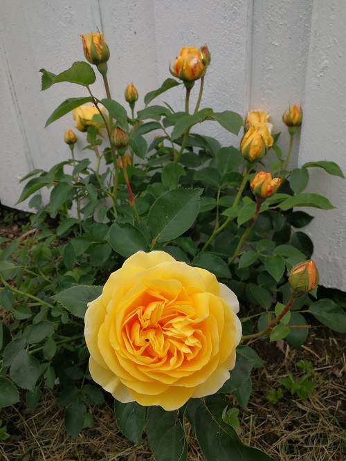 50 Most Beautiful Yellow Perennial Flowers 11