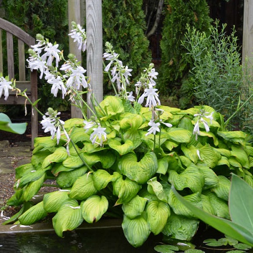 Best Purple Hostas 25