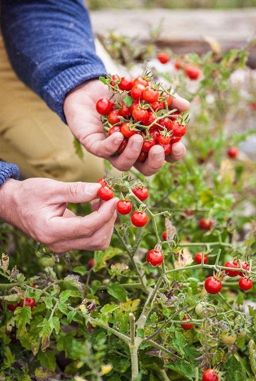 Spoon Tomatoes