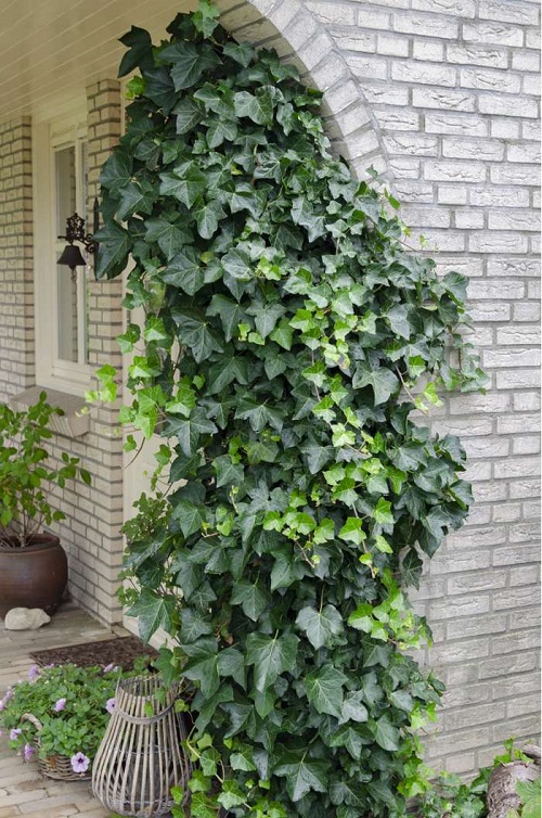 Fast Growing Vines for Covering a Fence or Wall 3