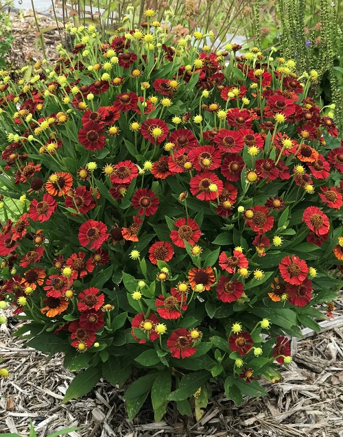 48 Best Deer Resistant Perennials 21