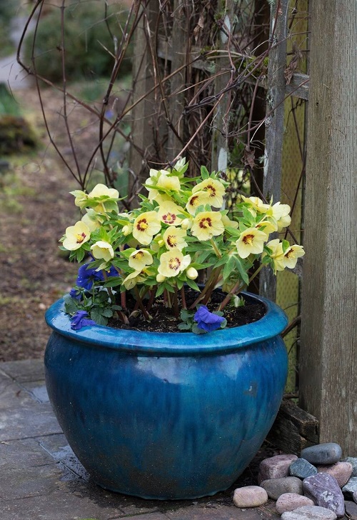 50 Most Beautiful Yellow Perennial Flowers 22