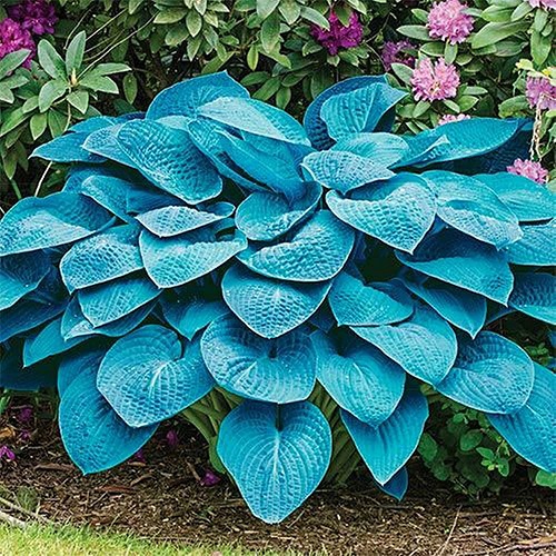 Colorful Hostas You Must Plant in Your Garden 11