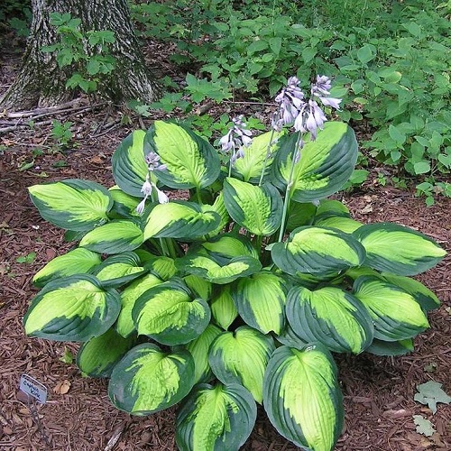 Colorful Hostas You Must Plant in Your Garden 14