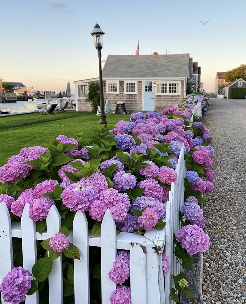 Flowers that Represent Family 9