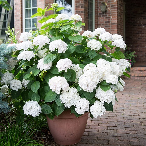 White Flowers for Funerals 9