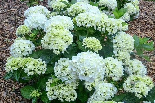 Stunning Oakleaf Hydrangea Varieties 18